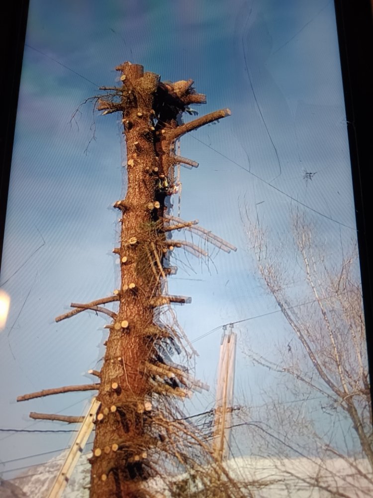 Rainbow Landscaping - tree service in West Valley City, UT