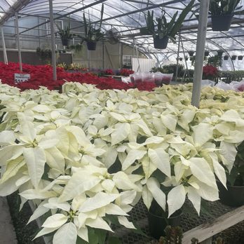 A & A Plants - Poinsettia selection - Nurseries & Gardening Near Me - Browns Summit, North Carolina