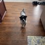 Photo of Emmy's Hope Rescue