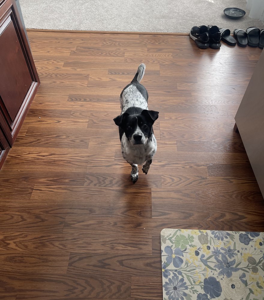 Emmy's Hope Rescue Image