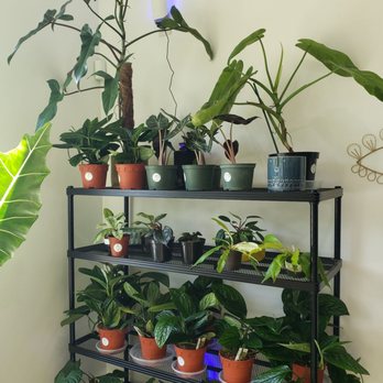 Aura Plant Studio - Some pretty cool rare plants in here 6/13/23 - Nurseries & Gardening Near Me - Jacksonville, Florida Aura Plant Studio - Some pretty cool rare plants in here 6/13/23 - Nurseries & Gardening Near Me - Jacksonville, Florida