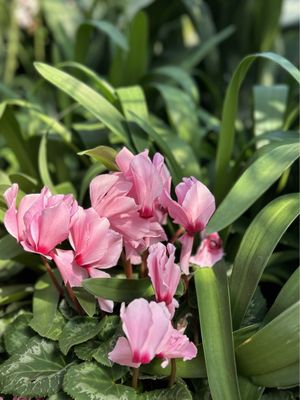 Floral Showhouse by null