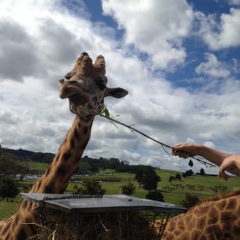 Gibbs Farm - Giraffe feeding @ Gibbs Farm - Public Art Near Me - Auckland, AUK Gibbs Farm - Giraffe feeding @ Gibbs Farm - Public Art Near Me - Auckland, AUK