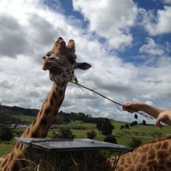 Gibbs Farm - Giraffe feeding @ Gibbs Farm