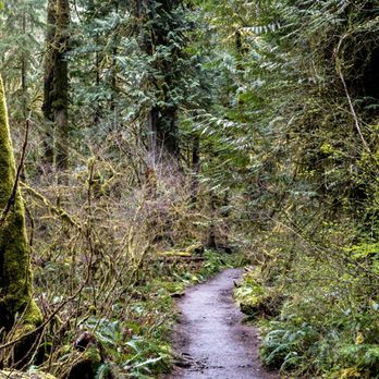 Marymere Falls - Marymere Falls Trail - Olympic National Park - Hiking Near Me - Port Angeles, Washington