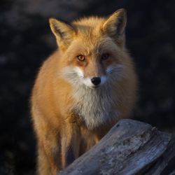 Lakota Wolf Preserve - Red Fox