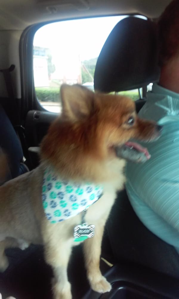 ADORABLE PETS GROOMING 12 Reviews 10420 Kingston Pike, Knoxville