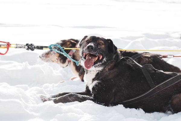 Last Frontier Mushing Co-op by null