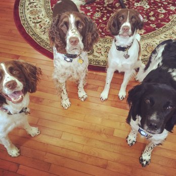 Pierson Creek Kennels - Our pups - Pet Sitting Near Me - Lambertville, New Jersey Pierson Creek Kennels - Our pups - Pet Sitting Near Me - Lambertville, New Jersey