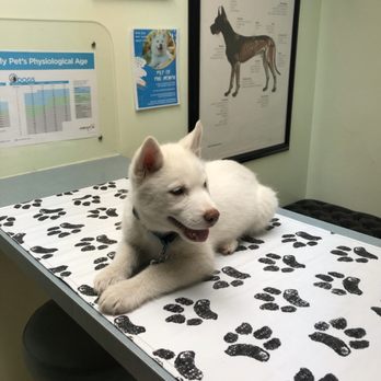 Rancho Sequoia Veterinary Hospital - So comfy she was just relaxing - Veterinarians Near Me - Simi Valley, California