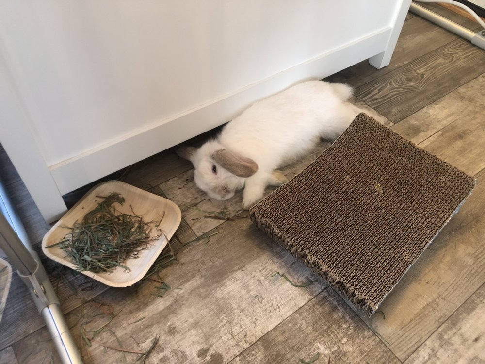 BAE’S MAGIC TOP HAT 240 Hampton Rd, Hayward, California Pet Adoption Phone Number Yelp