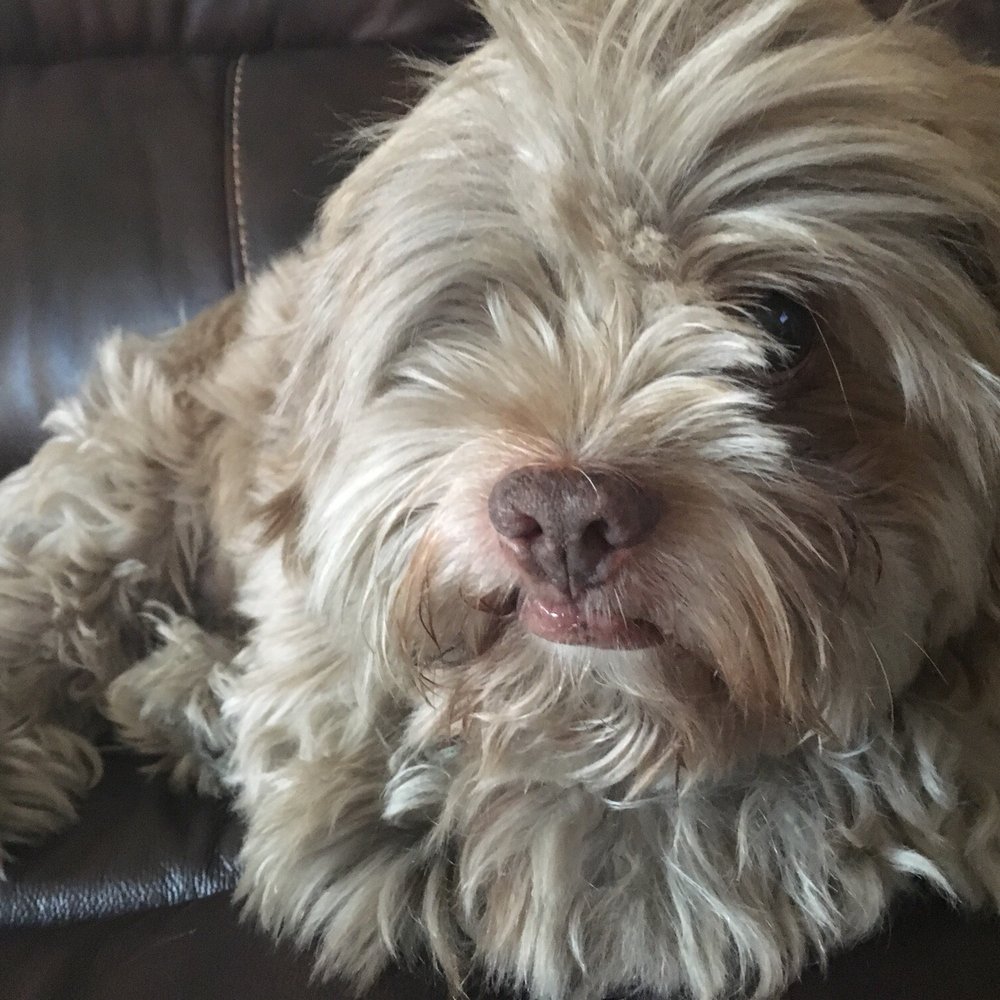 We Groom Pets - My fur baby before his grooming - Pet Groomers Near Me - Downey, California We Groom Pets - My fur baby before his grooming - Pet Groomers Near Me - Downey, California