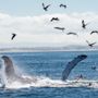 Photo of Monterey Bay Whale Watch