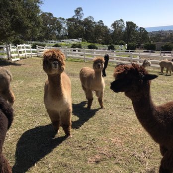 Canzelle Alpacas - The cute never stops - Farms Near Me - Carpinteria, California