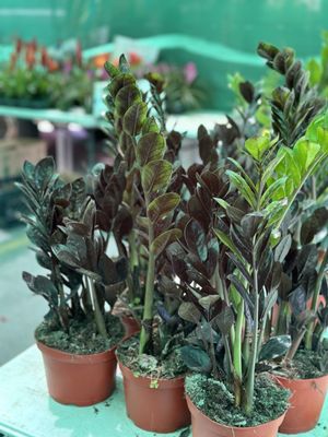 Weekend Market by null
