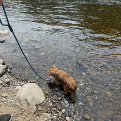 Canyon Pines RV Resort - More pup fun