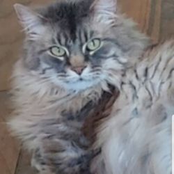 The Cat Hospital - My boy suffered under their care. Owner beware...