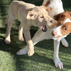 Puppies playing/socializing