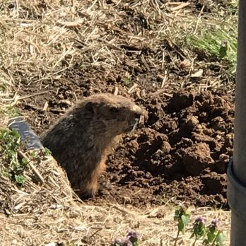 Buncombe County Sports Park - Woodchuck - Parks Near Me - Candler, North Carolina Buncombe County Sports Park - Woodchuck - Parks Near Me - Candler, North Carolina