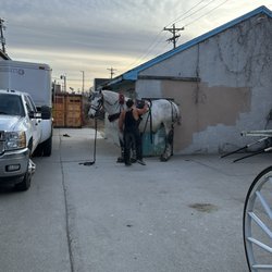 The Hitching Company - Horses in the back