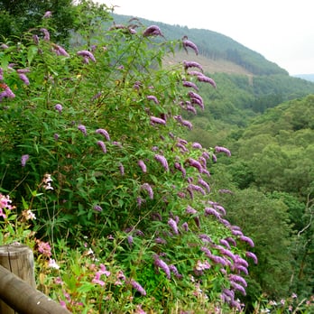Afan Argoed Forest Park - Afan Argoed Forest Park - Zoos Near Me