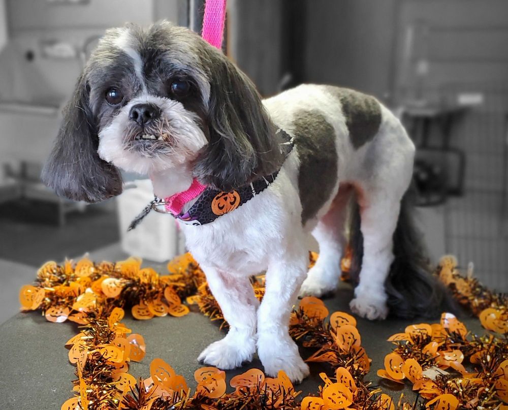 THIA PETS GROOMING 39 Photos & 10 Reviews 871 E Franklin St, Centerville, Ohio Pet