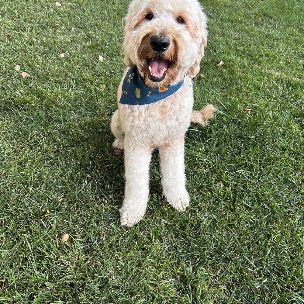 Teddy Bear Face Trim on our Golden-doodle Thunder Teddy Bear Face Trim on our Golden-doodle Thunder