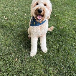 Teddy Bear Face Trim on our Golden-doodle Thunder Teddy Bear Face Trim on our Golden-doodle Thunder