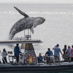 Newport Coastal Adventure - Our Whale Watchers Viewing Humpback Whale Off Newport