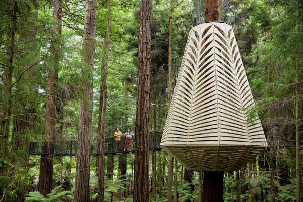 Redwoods Treewalk by null