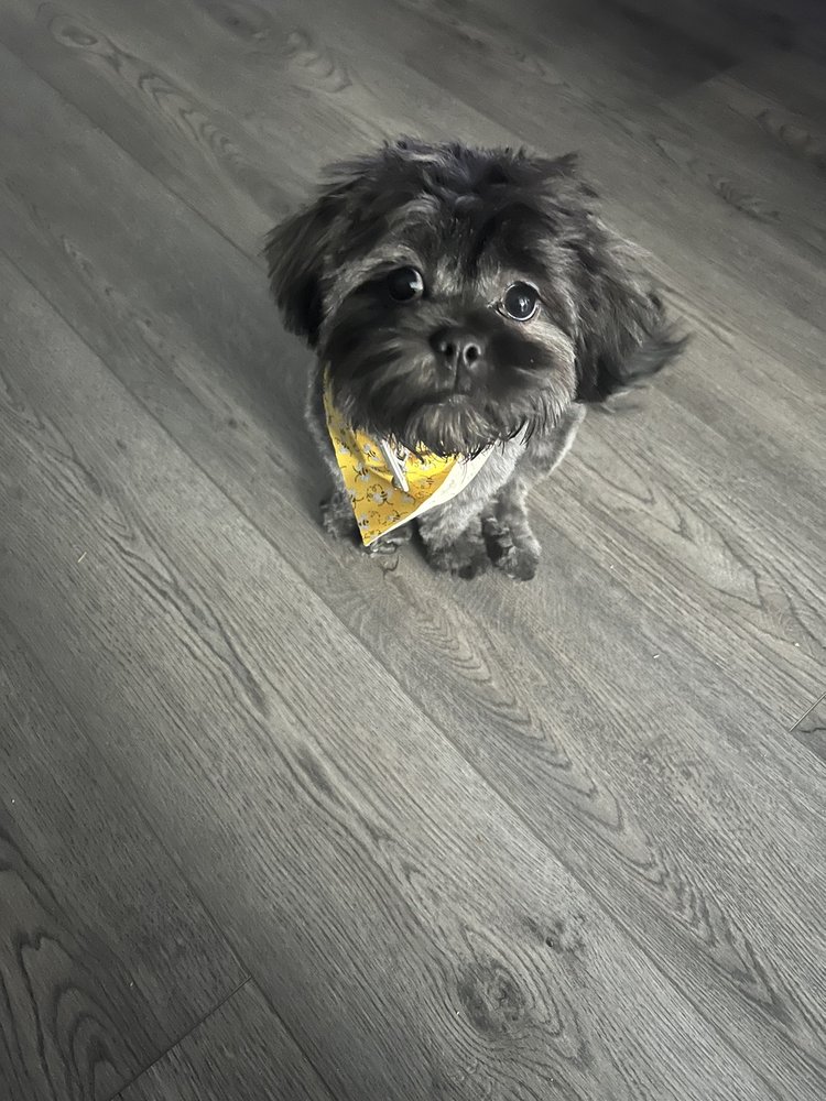 CHATEAU 4 PAWS PET GROOMING Updated September 2024 22 Reviews 690