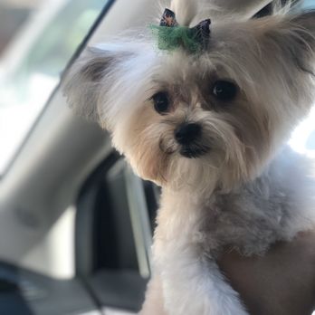 Dog Gone Crazy - Sadie - Pet Groomers Near Me - Bakersfield, California Dog Gone Crazy - Sadie - Pet Groomers Near Me - Bakersfield, California