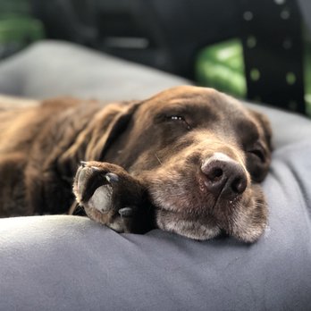 grateful dogs daycare