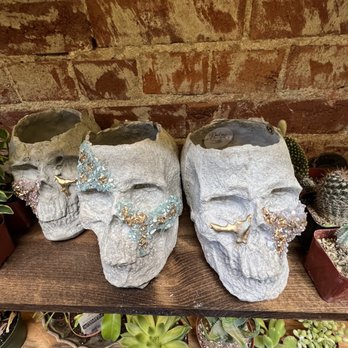 The Terrorium Shop - Crystal skull planters - Taxidermy Near Me - Denver, Colorado The Terrorium Shop - Crystal skull planters - Taxidermy Near Me - Denver, Colorado