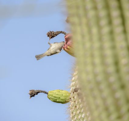 Photo of Gates Pass - Tucson, AZ, US.