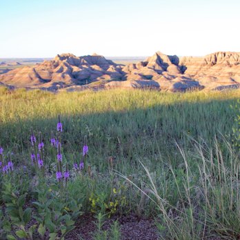 Badlands National Park - Beautiful wildflowers - Parks Near Me - Interior, South Dakota Badlands National Park - Beautiful wildflowers - Parks Near Me - Interior, South Dakota