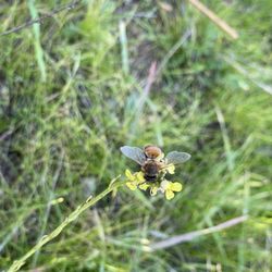 Riverbottom Park - Bee