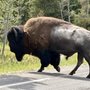 Bison Crossing