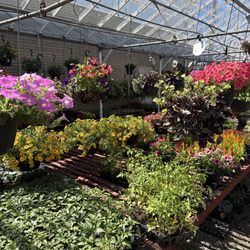Sterner Sod Brookpark Garden Center