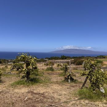 Maui Dragon Fruit Farm - Fruits & Veggies Near Me - Lahaina, Hawaii Maui Dragon Fruit Farm - Fruits & Veggies Near Me - Lahaina, Hawaii