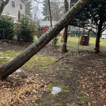 Knock Out Service - Storm Damaged Tree Removal !!!! - Tree Services Near Me