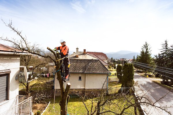 Charleston Tree Service - tree service in Charleston, WV