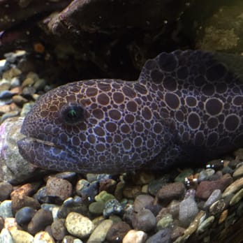 Seattle Aquarium - Aquariums Near Me - Seattle, Washington Seattle Aquarium - Aquariums Near Me - Seattle, Washington