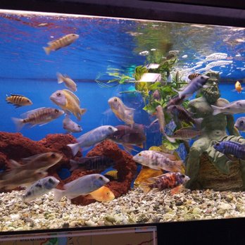 Absolutely Fish - Aquarium Services Near Me - Clifton, New Jersey
