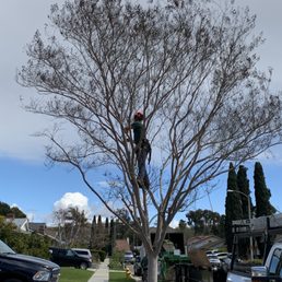 Crepe Myrtle Crepe Myrtle