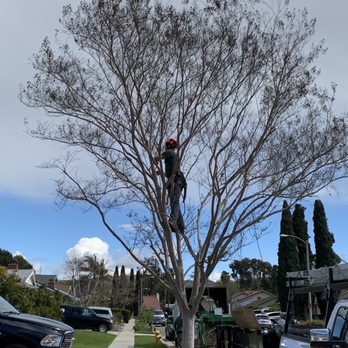 Diamond Arborist Service - Crepe Myrtle - Tree Services Near Me - Laguna Hills, California Diamond Arborist Service - Crepe Myrtle - Tree Services Near Me - Laguna Hills, California