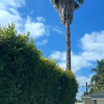 Juan Tree Service - Before - Tree Services Near Me - Buena Park, California Juan Tree Service - Before - Tree Services Near Me - Buena Park, California