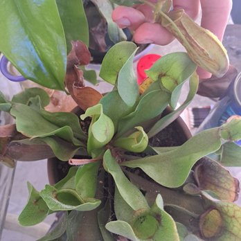 Garrett Ace Hardware - Healdsburg - Meant to say cool stuff not cook stuff**** these are my two carnivorous plants I purchased from ace! - Hardware Stores Near Me - Healdsburg, California