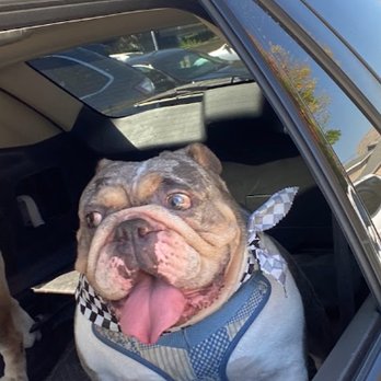 VCA Orange County Veterinary Specialists - Ike - Emergency Pet Hospital Near Me - Tustin, California VCA Orange County Veterinary Specialists - Ike - Emergency Pet Hospital Near Me - Tustin, California