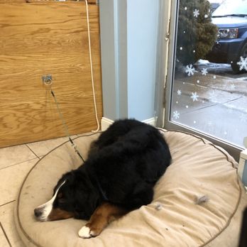 All Paws on Deck - Mooki comfortably waiting for his family to pick after a great time at All Paws on Deck. - Pet Groomers Near Me - Marblehead, Massachusetts